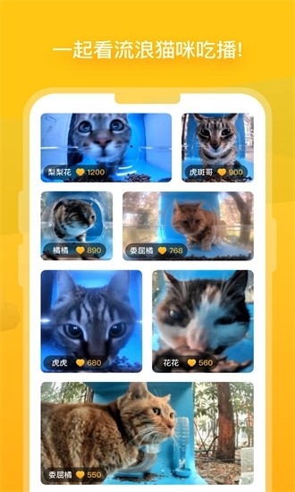 街猫最新版app
