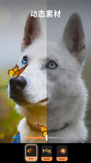 Pixaloop官方免费版