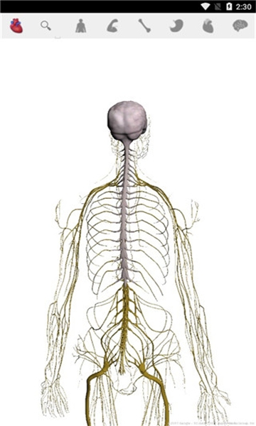 谷歌人体浏览器下载安卓版