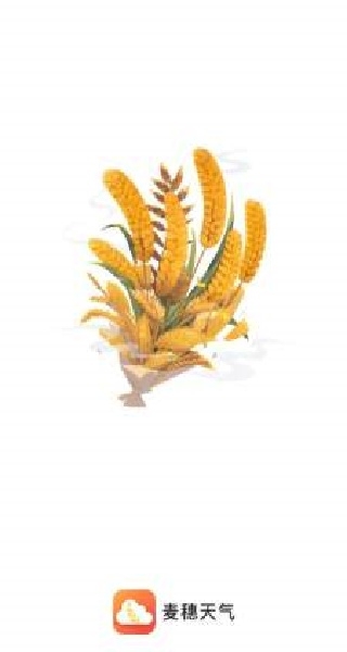 麦穗天气2024年最新版本