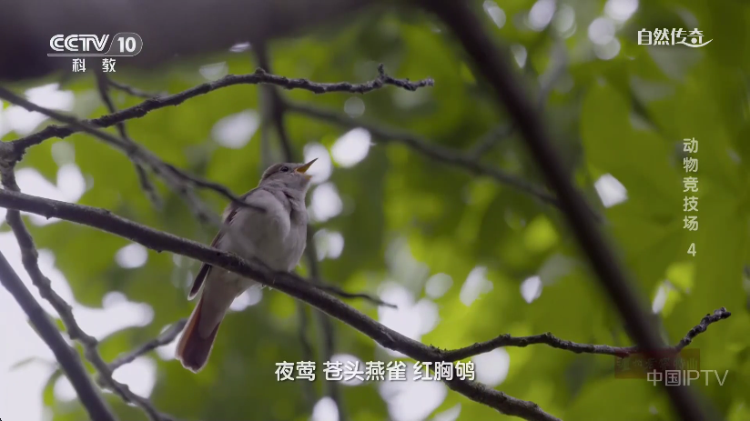 电视家重生版TV版免费下载