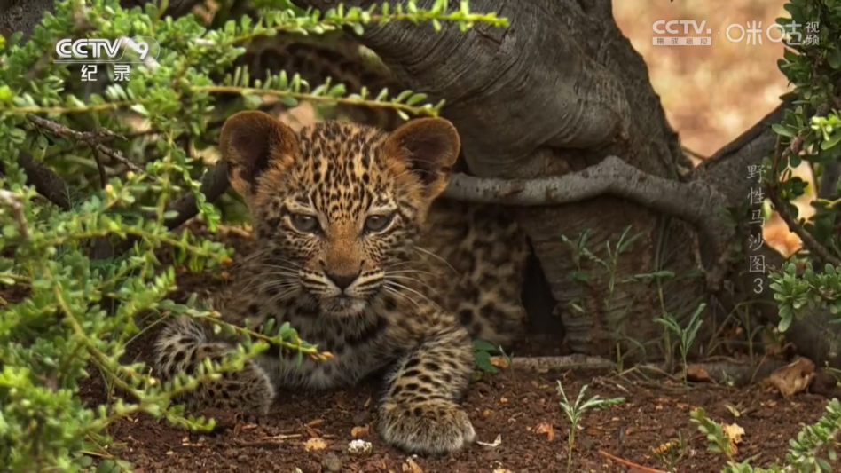 二小影视下载安装最新版