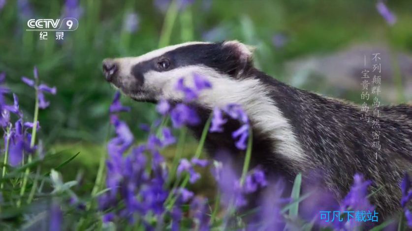 千寻tv版官网版