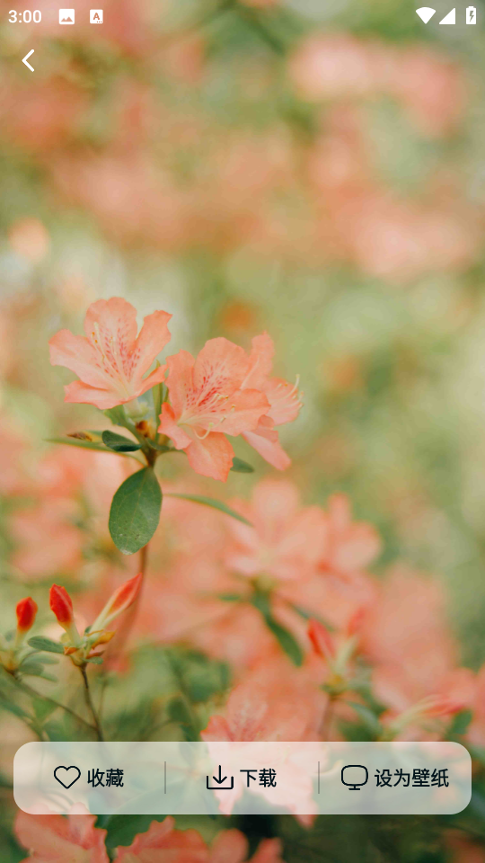 跃动壁纸下载安装