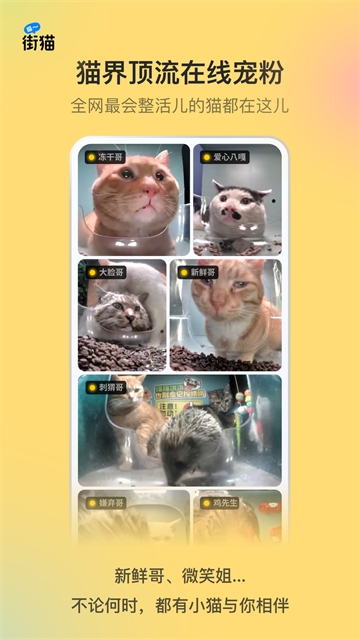 哈啰街猫app官网版下载安装最新版