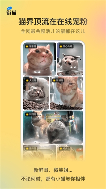 哈啰街猫app最新版下载